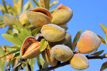 ಬಾದಾಮಿ